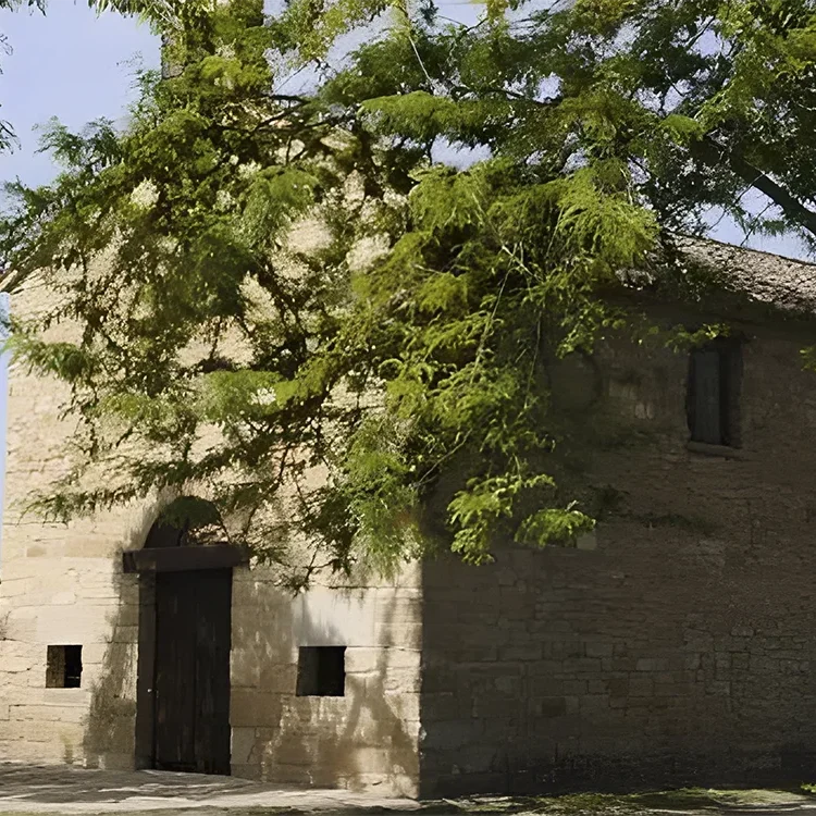 Img romeria san gregorio